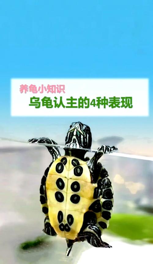 乌龟丢了预示着主人