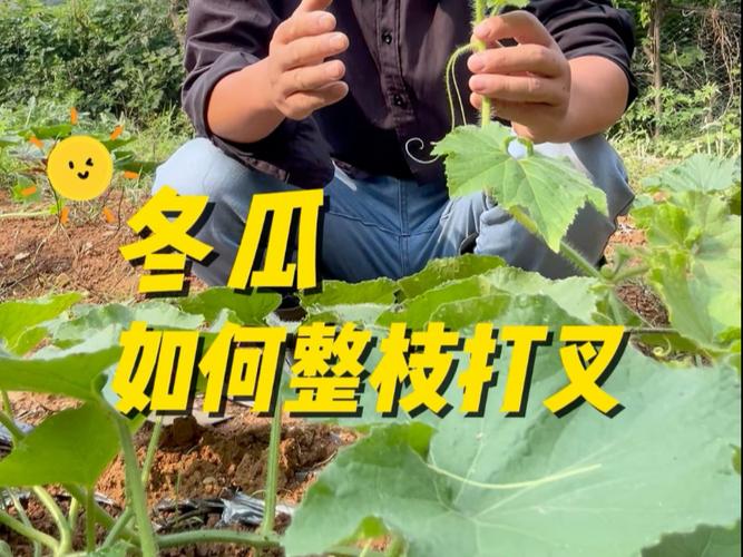 冬瓜如何整枝打杈留瓜