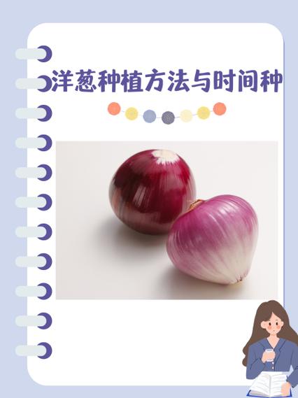 洋葱栽培技术和时间
