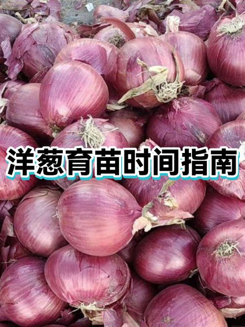 洋葱栽培技术和时间