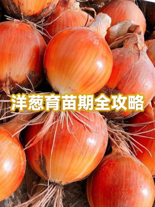 洋葱栽培技术和时间