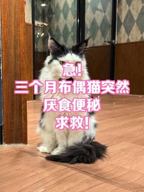 猫咪一般到家几天就熟了图标