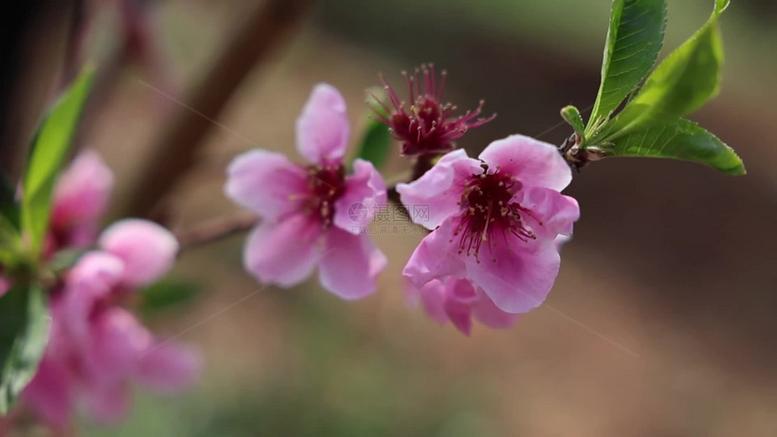 桃花视频正版