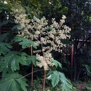 通花根种植方法图标