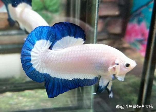 斗鱼去广告去升级