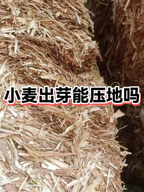 麦芽苗的种植方法视频