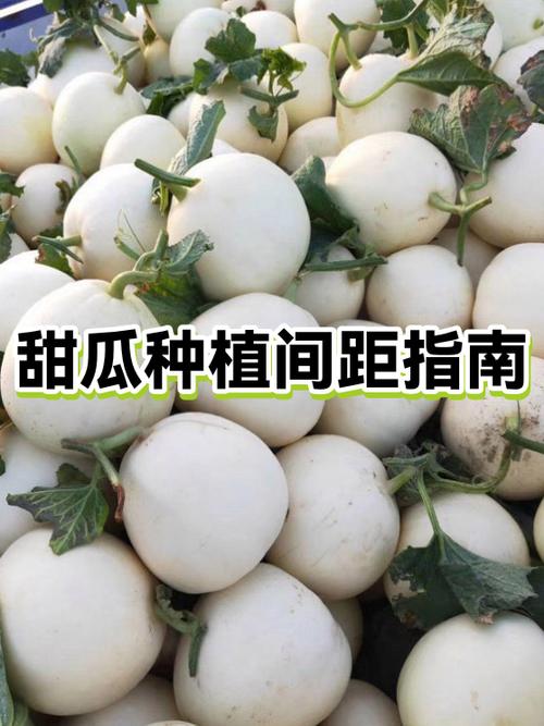甜瓜种植技术与管理方法
