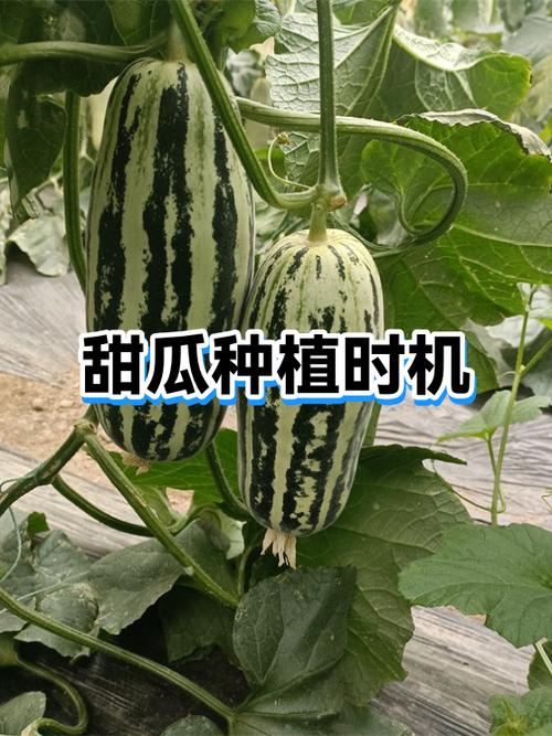 甜瓜种植技术与管理方法