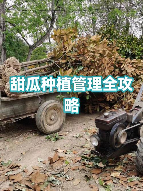 甜瓜种植技术与管理方法
