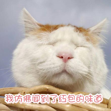 萌宠红包群