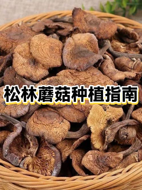 蘑菇种植方法培训机构