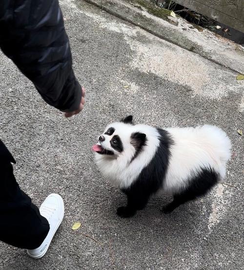 熊猫和狗图标