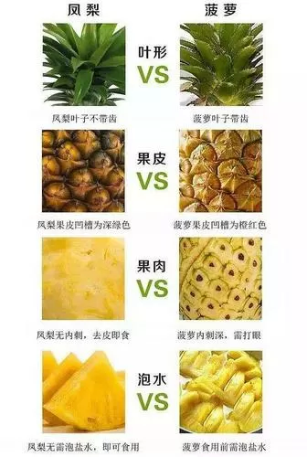 菠萝与凤梨有什么区别