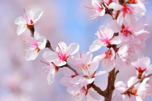 桃花视频免费版高清