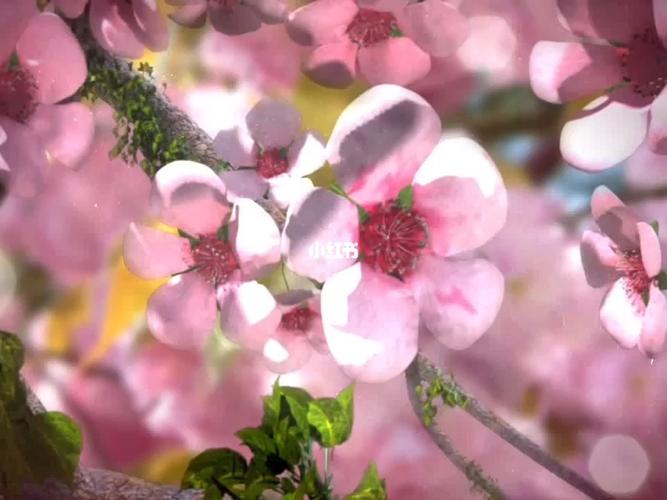 桃花视频观看免费