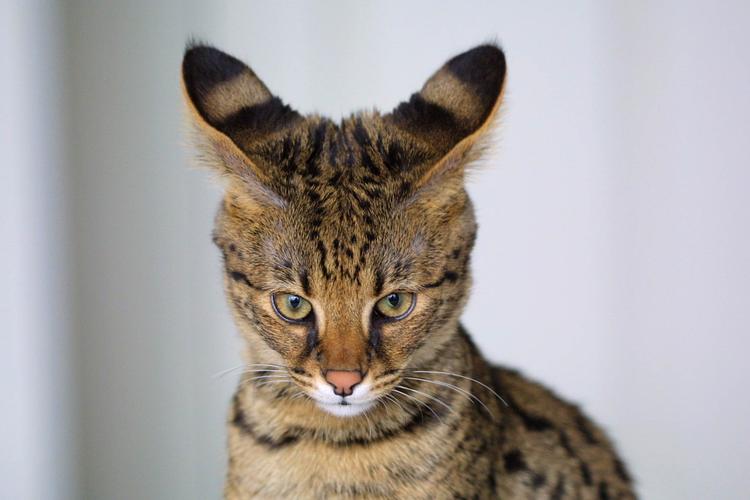 原子猫