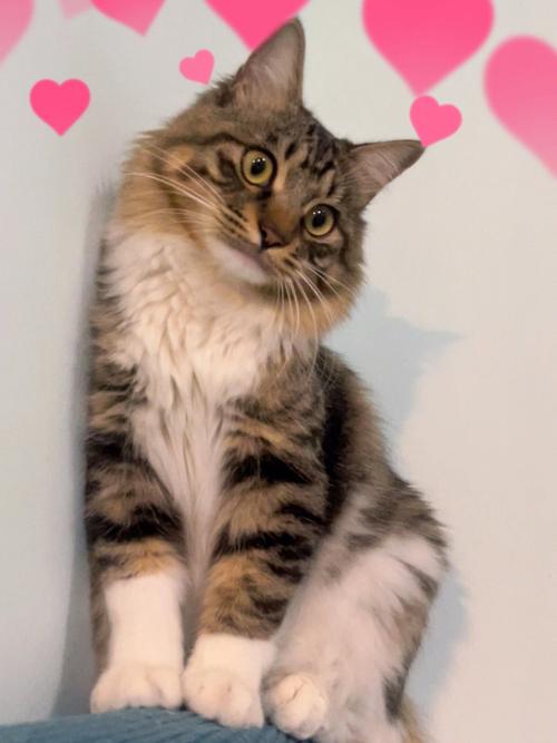 花猫画质大师9.7图标