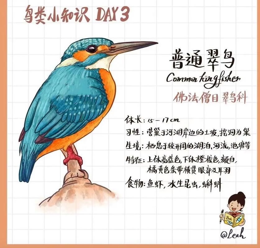 翠鸟剧情简介