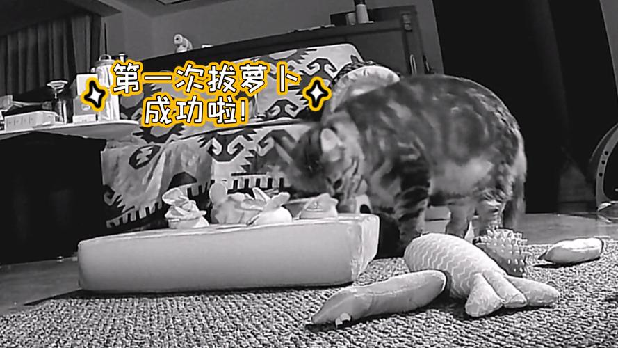 二人世界拔萝卜第一人称电视剧图标