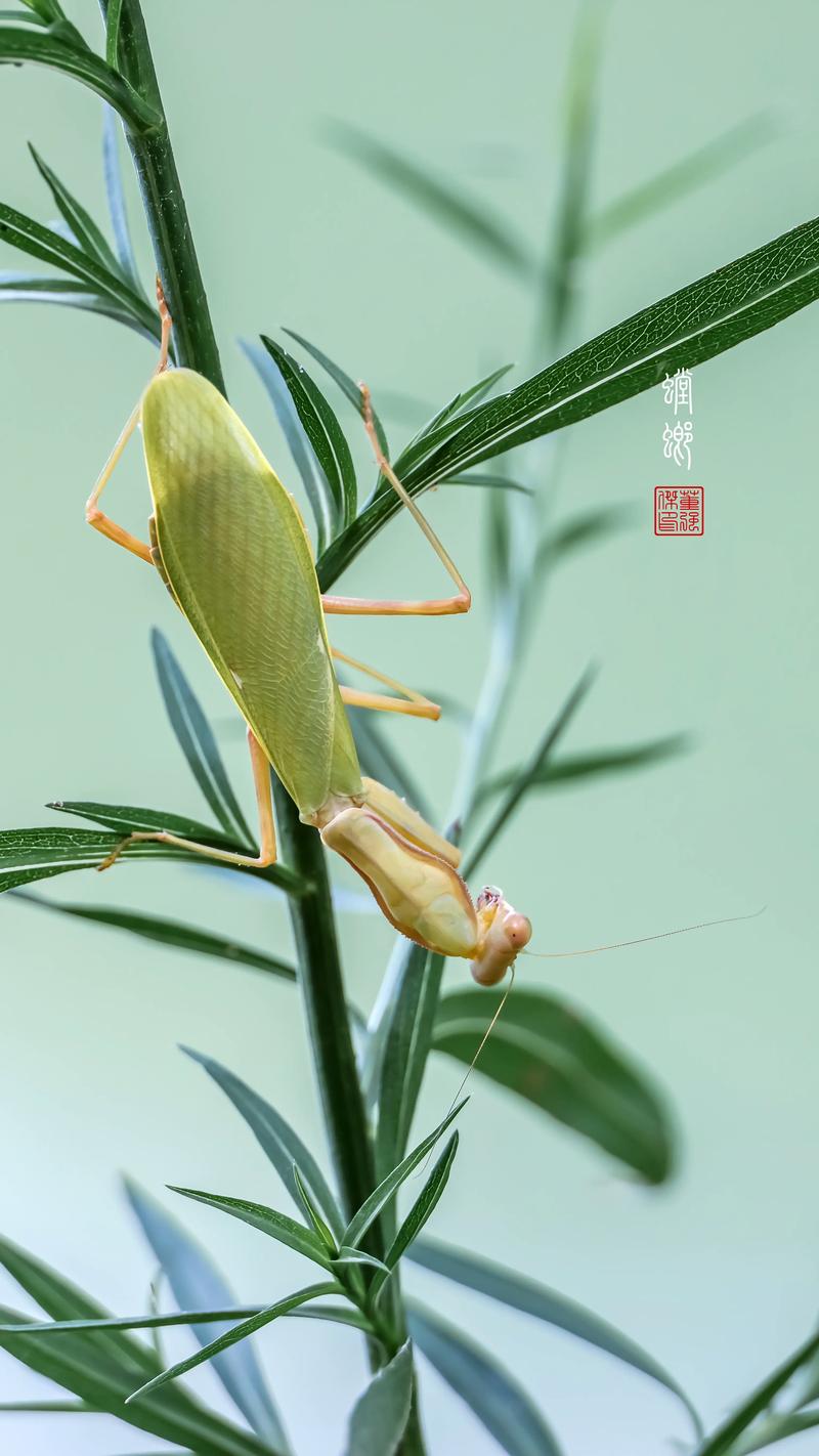 螳螂视频手机版