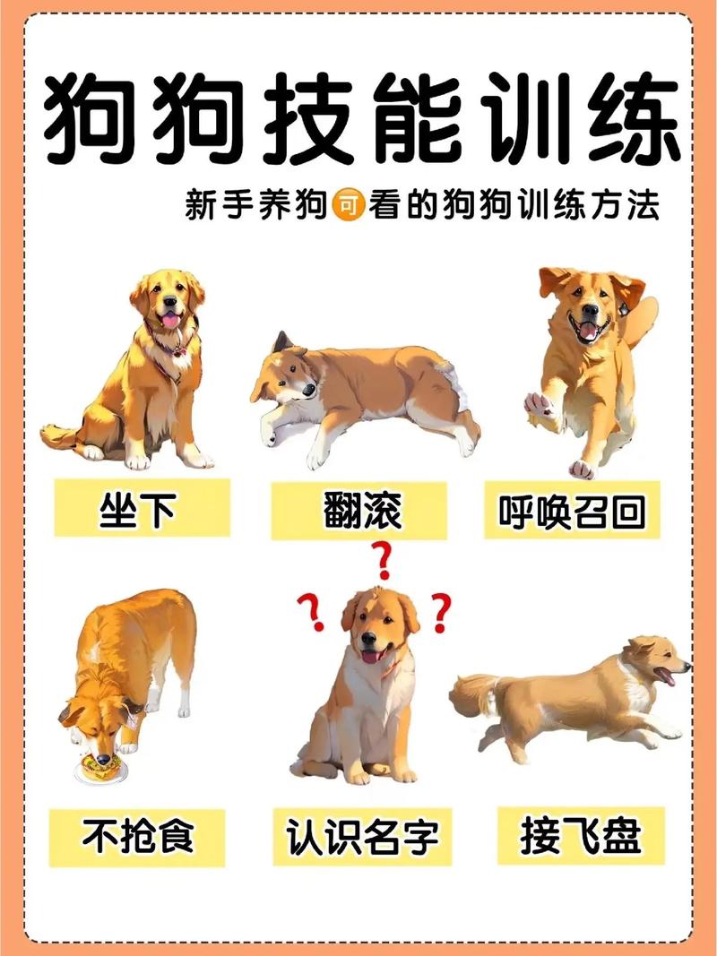 狗的训练方法大全视频