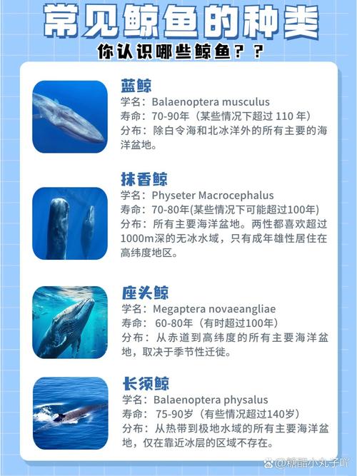 鲸名老版本