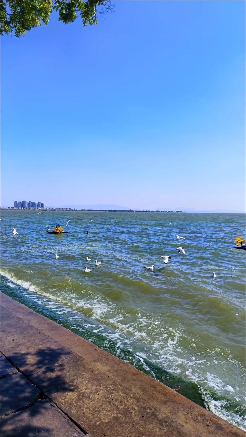 海鸥永久免费2023