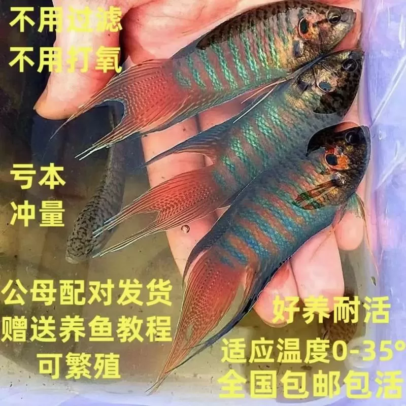 中国斗鱼怎么养出拉丝图标