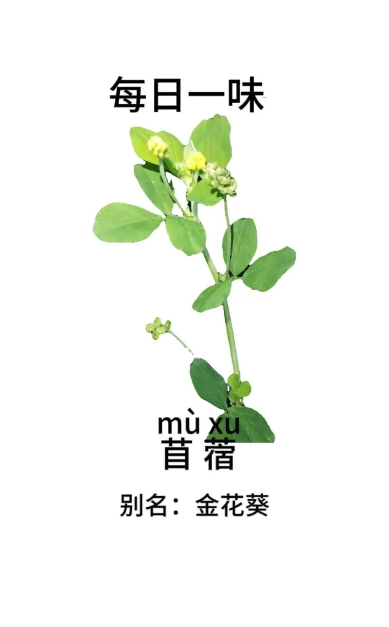 苜蓿草什么时候种图标