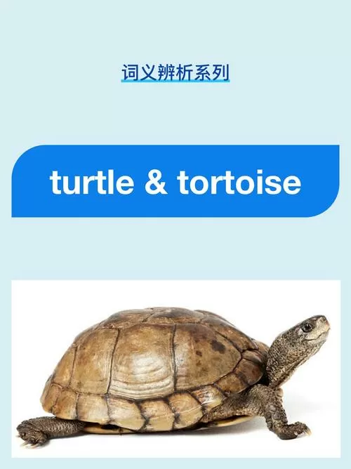 龟的英文