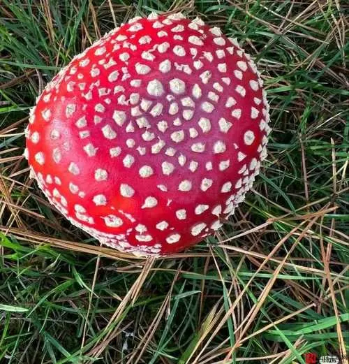 蘑菇logo老版红色视频图标
