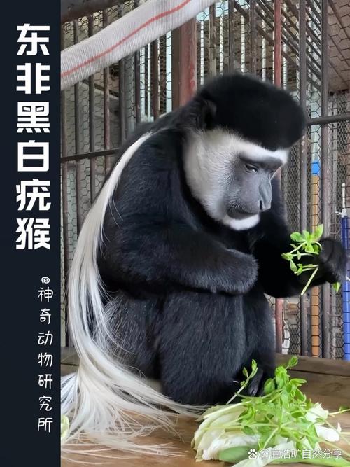 东猴短视频