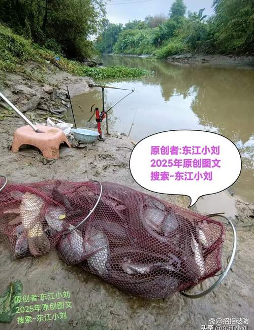 鲤鱼乡123