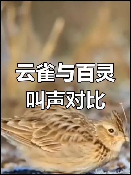 吸引云雀鸟的叫声最好视频