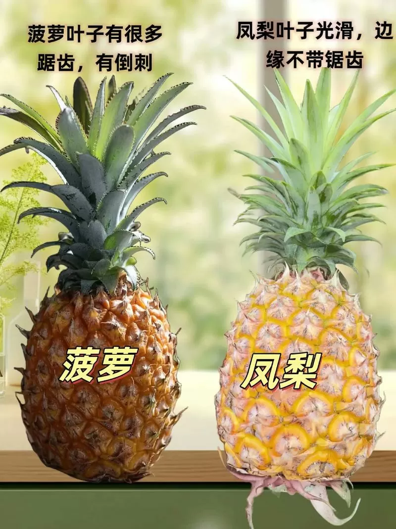 菠萝和凤梨有什么区别百度百科图标