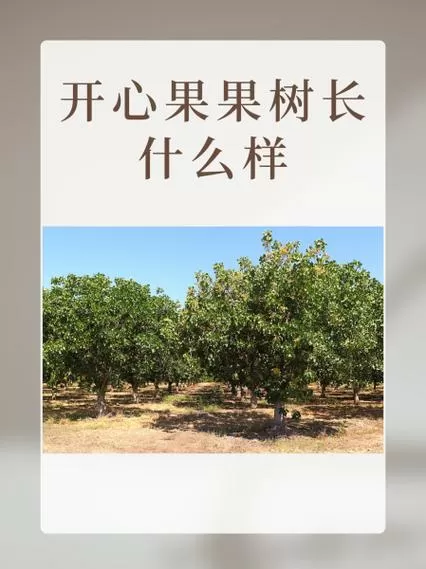 开心果树