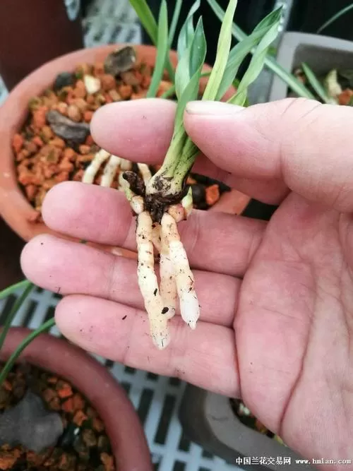 绿云真假的分辨图图标