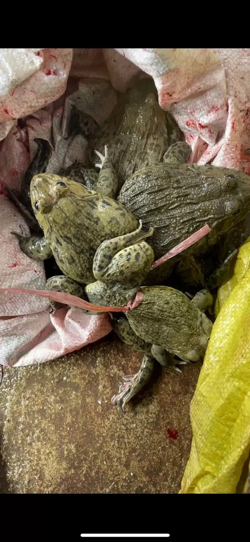 田鸡现在是否禁吃了