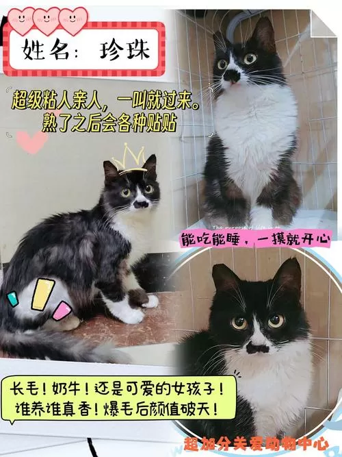 遇见你的猫为什么停服了呢图标