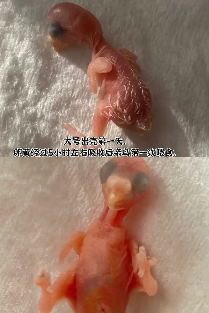 手养鹦鹉雏鸟发育慢怎么办