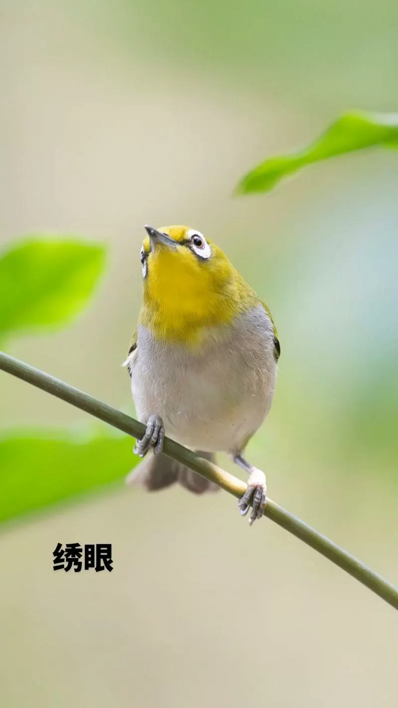 30元一只绣眼鸟可以养吗