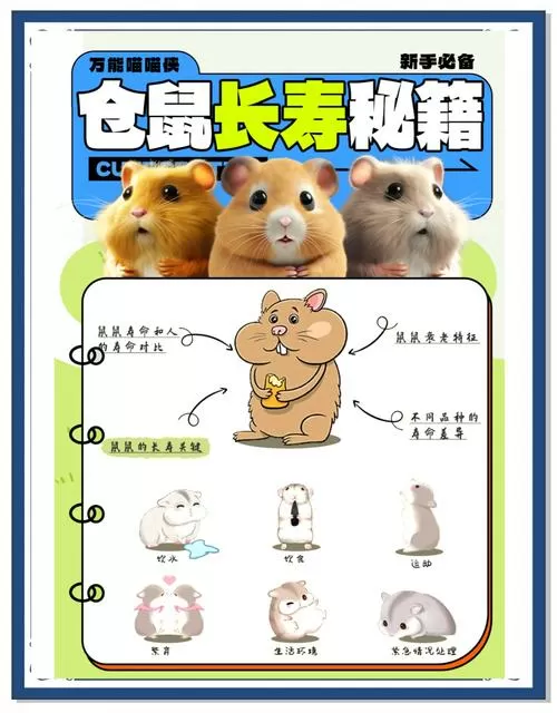 仓鼠赚钱