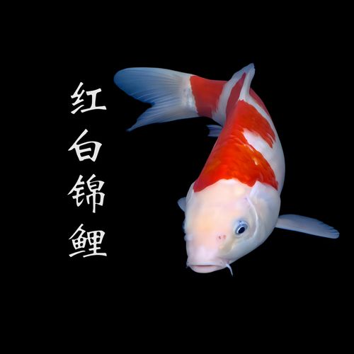 胡蝶鱼快讯赚钱高清版