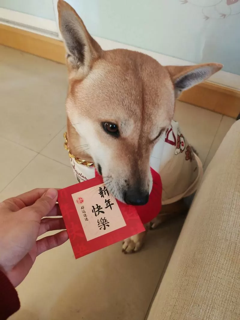 别人送狗狗给多少红包合适图标