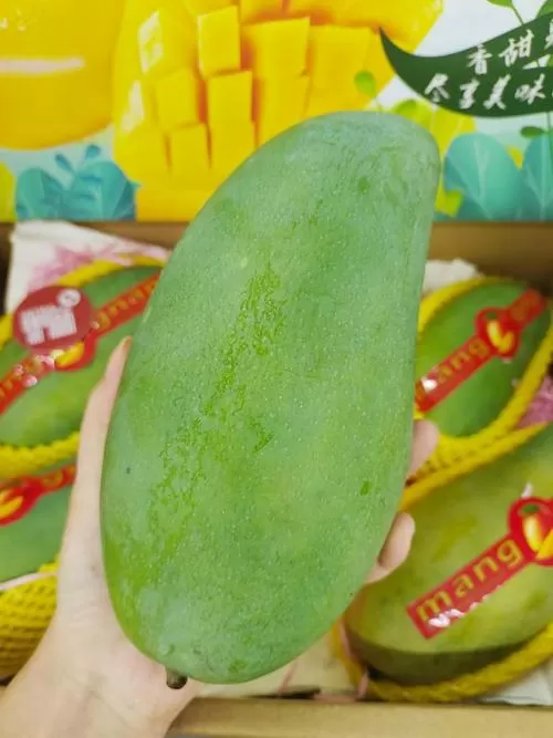 青芒是什么水果红包版