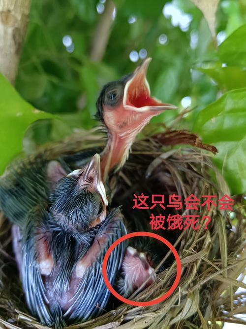 雏鸟短视频免费