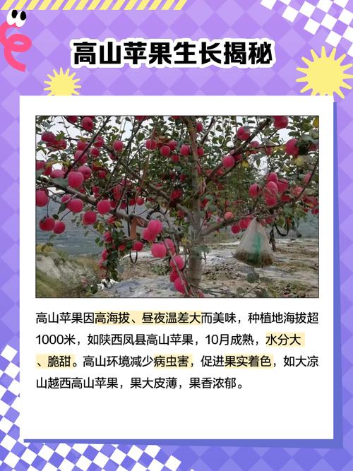 高山果农