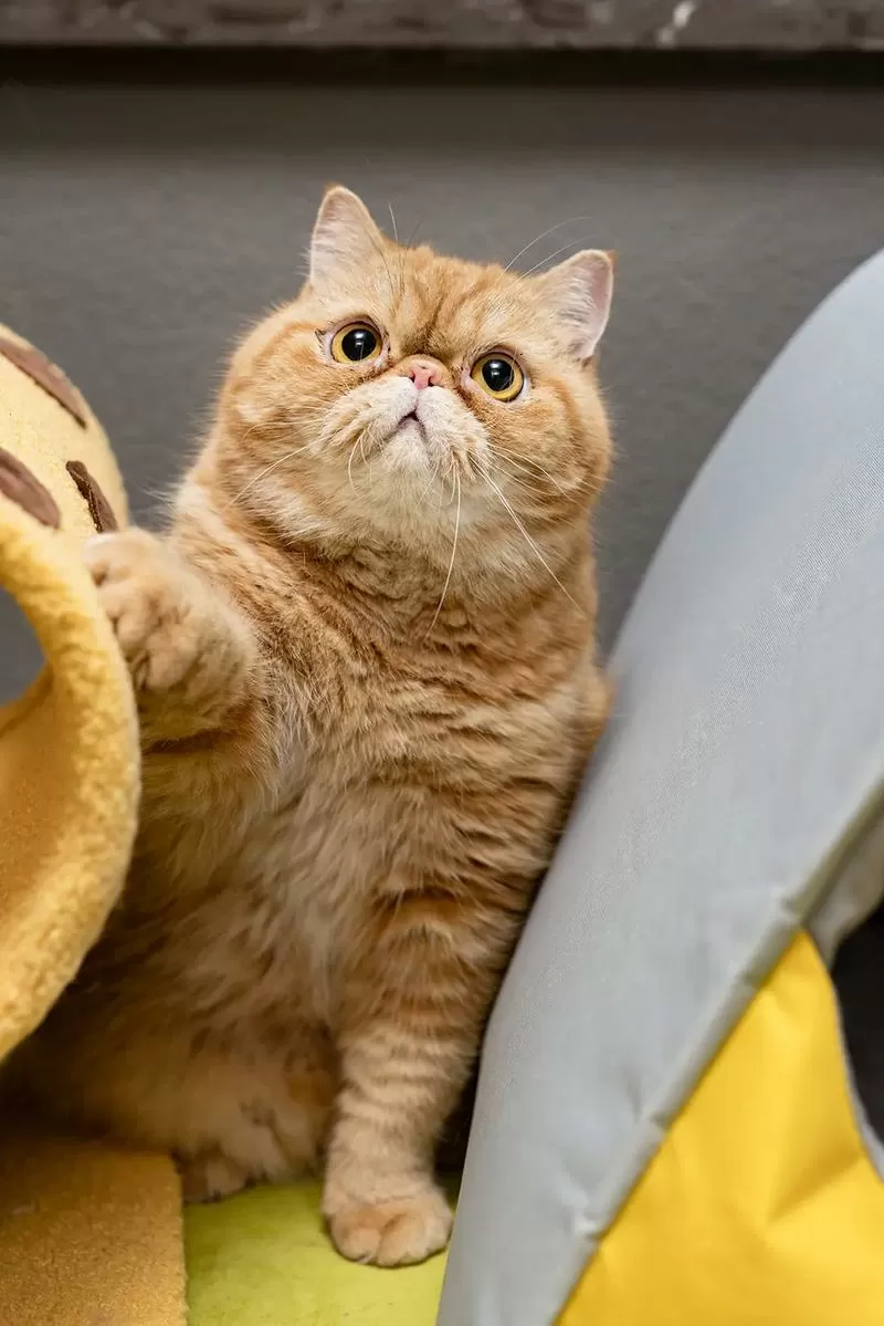 加菲猫高清图片