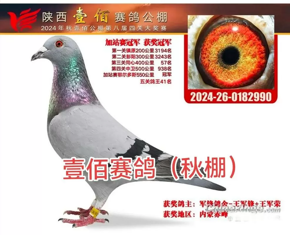 陕西壹佰赛鸽公棚图标