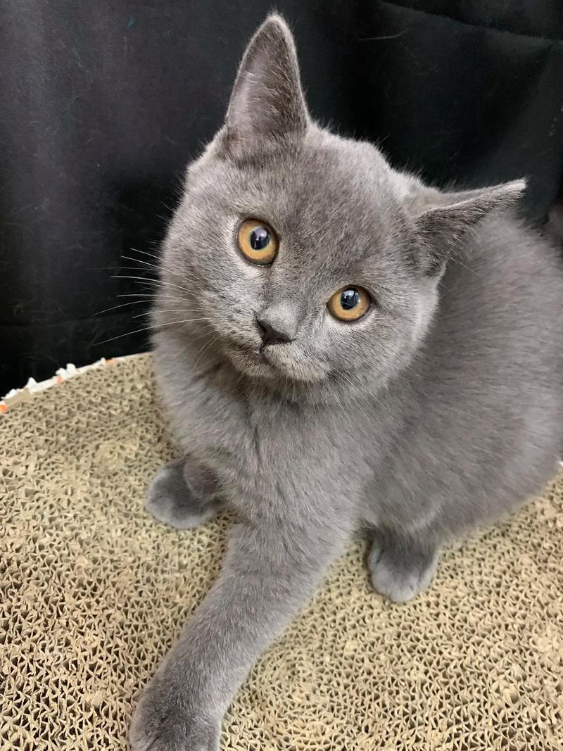 蓝猫视频